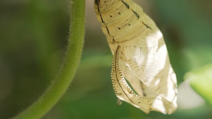 Macro Shot of a Yellow Paper Kite Butterfly Chrysalis Hanging on a Plant Stem in the Wild © Silmiart