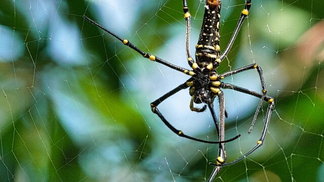 Large Giant Wood Spider or Golden Orb Weaver Nephila Pilipes on its Web in Tropical Garden Macro