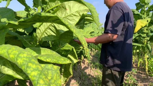 A farmer inspects tobacco leaves in a large outdoor plantation field during the day, highlighting agricultural cultivation and crop management practices.