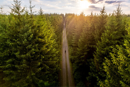 Aerial view of a lone person standing on a dirt path through a dense coniferous forest with sunlight filtering through the trees in Czech Republic.
