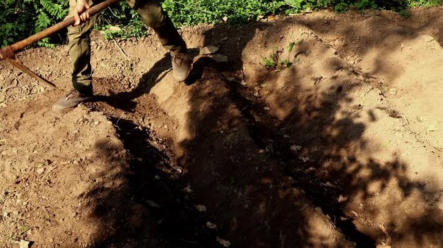 Close-up video of a young South Asian farmer manually using a traditional hand hoe to cover a ginger tuber with soil in a cultivated field during the summer season in Himachal Pradesh, India.