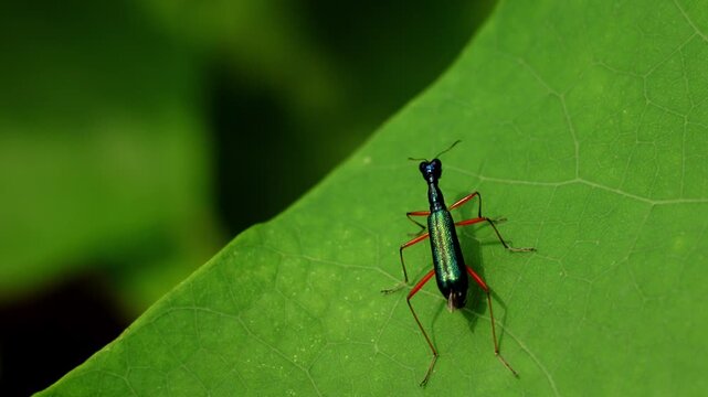 Detailed wildlife video showing Neocollyris redtenbacheri, a tree-dwelling tiger beetle, perching and walking over a fresh green leaf during the summer season in Himachal Pradesh, India.