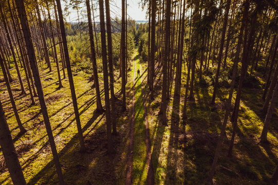 Aerial view of a person standing on a narrow path through a dense pine forest with long shadows cast by the afternoon sun in CZ.