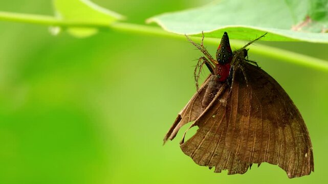 Closeup wildlife video showing a lynx spider capturing a chocolate pansy (Junonia iphita) butterfly while perched on a green leaf during daytime in the monsoon season in Himachal Pradesh, India.
