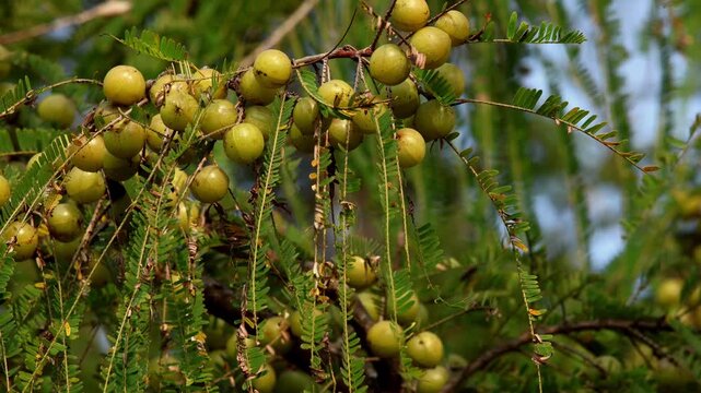Wild Indian gooseberry, Phyllanthus emblica, bears numerous greenish-yellow fruits on a branch in its natural habitat during winter in Himachal Pradesh, India.