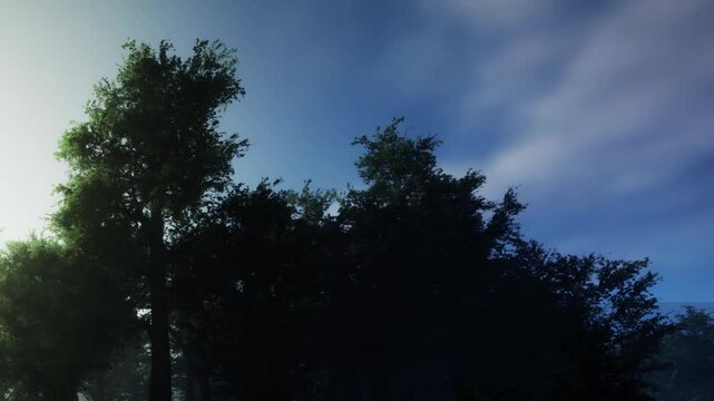 In a forest, tall trees reach up toward a blue sky with scattered clouds. This scene shows a natural setting during the day when sunlight filters through the leaves.
