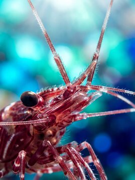 Macro shot of a coral shrimp emphasizing its delicate antennae in a reef environment.