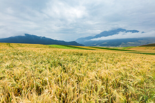 A vast golden cropland stretches toward misty mountains under an overcast sky, with lush green fields interspersed.