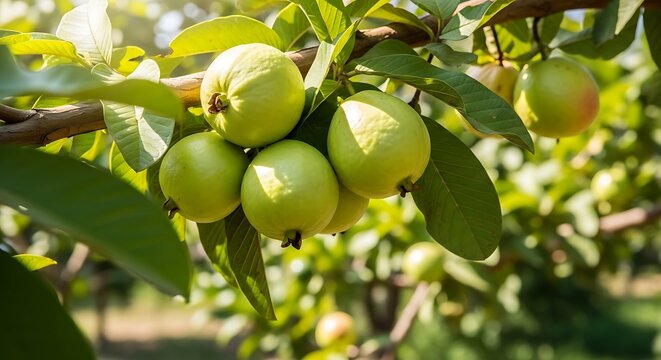 Fresh ripe green guava fruits growing on a tree branch in a sunny tropical garden orchard
