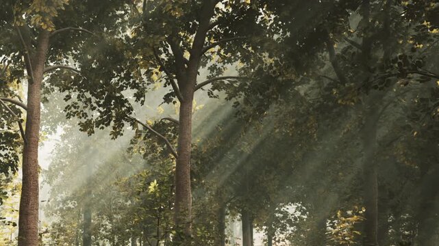 Sunlight filters through tall trees in a dense forest. The scene shows green leaves and soft light creating a bright atmosphere in the morning hours.