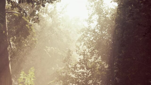 In a forest, sunlight shines through tall trees creating a warm glow in the mist. The scene is quiet and serene, capturing the essence of a foggy morning in nature.