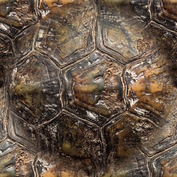 Detailed macro view of an aged sea turtle shell showcasing its natural patina.