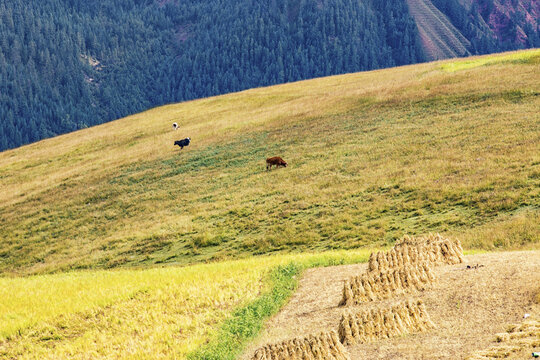 Two cattle graze on a grassy hillside with haystacks in the foreground and forested mountains in the background.