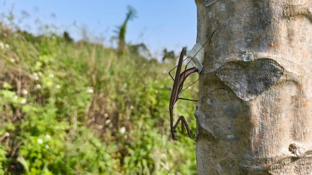 Horizontal Landscape View of Praying Mantis Laying Eggs on Tree Bark Trunk in Papua Natural Forest Habitat