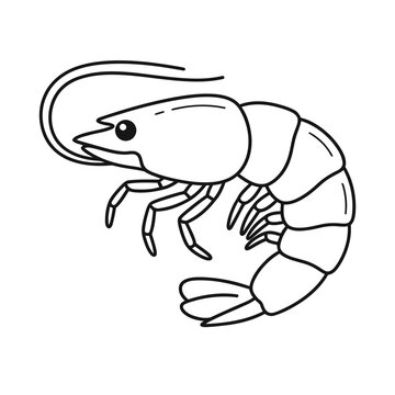 Shrimp outline