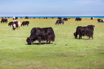 A herd of yaks grazes on a lush grassland beside a clear blue lake under a sunny sky. © tai