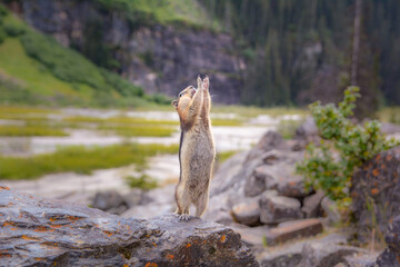 Naklejka premium Curious chipmunk standing upright on a rock in the Canadian Rockies
