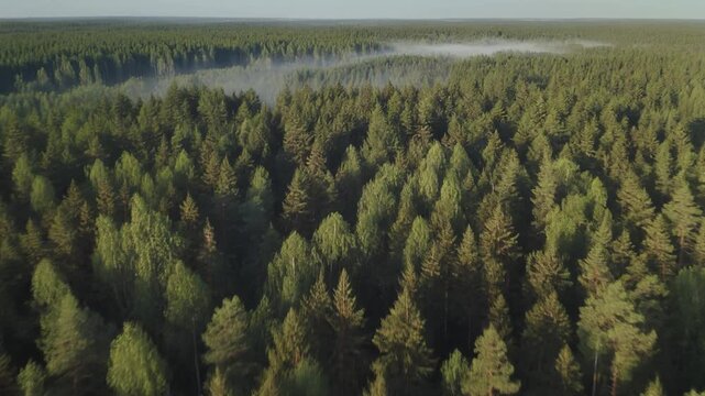 Aerial drone flies over vast pine forest canopy during golden hour sunlight
