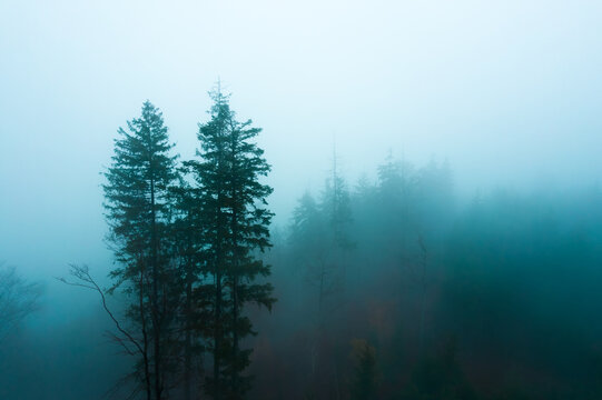 Aerial view of tall pine trees emerging from thick morning fog in a dense forest, CZ.