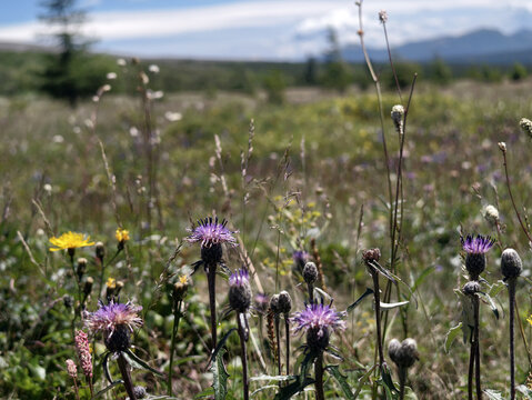 Wild thistle flowers on a high-altitude plateau