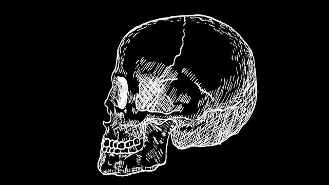 Hand-drawn white chalk human skull bone skeletal drawing on alpha 10