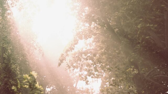 Sunlight breaks through thick tree branches in a forest. The scene captures the early morning light shining softly on leaves. The environment is lush and green, filled with nature.