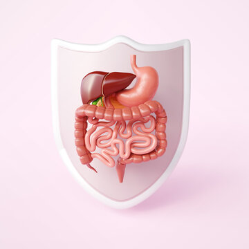 Human anatomy digestive system with shield