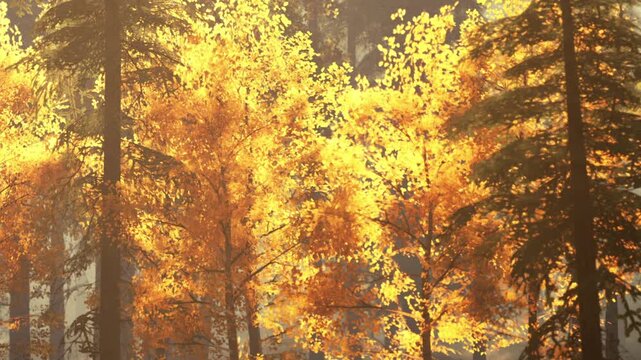 A group of yellow trees fills the frame in a forest. Sunlight shines through the leaves, highlighting the vibrant colors of autumn. Tall trees surround the yellow leaves, creating a natural scene.