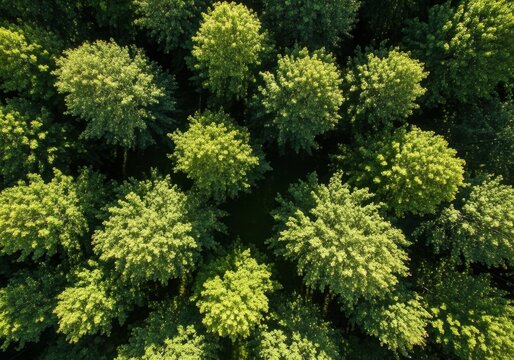 Top down view of a vibrant green forest canopy with lush tree crowns