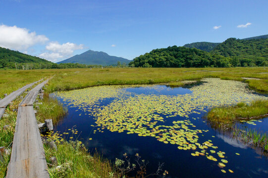 空の青さを写す尾瀬の池で繁殖する水草が美しい模様を描く