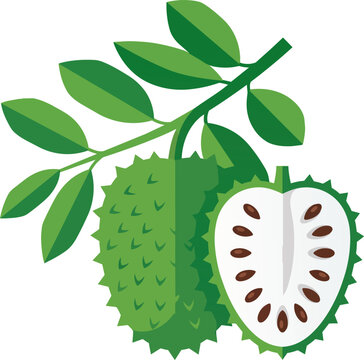 Fresh soursop fruit with leaves cut open showing white edible pulp and black seeds on branch