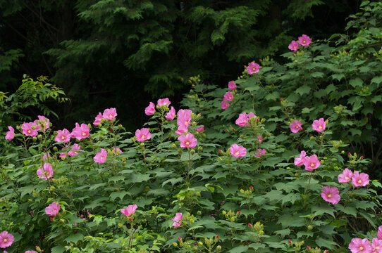芙蓉の花