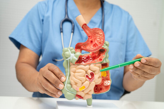 Digestive system with stomach and intestine, Asian doctor holding human model.