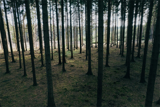 Aerial view of a dense pine forest with tall trees and mossy ground in CZ.