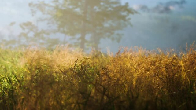 Tall grass stands in a field with bright hues as the sun rises. A few trees appear blurry in the background. The scene captures the start of a new day.