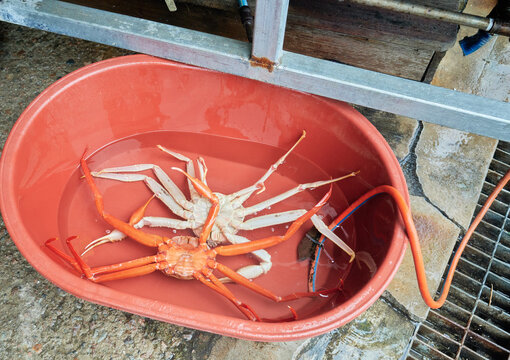 Premium marine crustaceans submerged in a red tub of fresh water to remove excess salt before steaming. This authentic culinary preparation scene captures regional coastal gastronomy and seafood trade