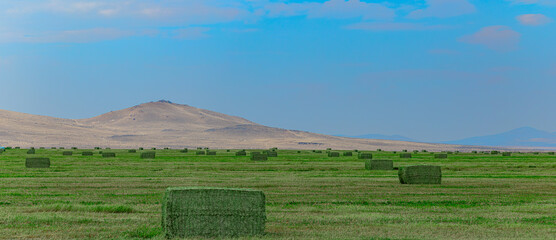 Naklejka premium Panoramic view of green alfalfa hay bales on vast farmland with arid hills background in USA