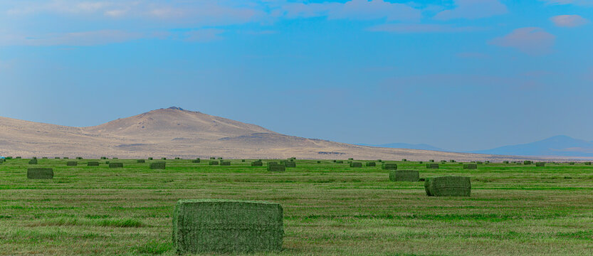 Panoramic view of green alfalfa hay bales on vast farmland with arid hills background in USA