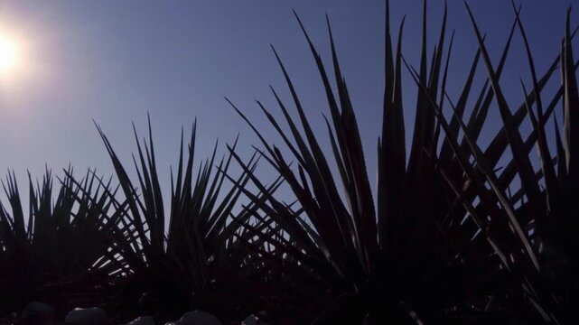 Explore blue agave fields in Tequila Jalisco Mexico and observe the plants and their details