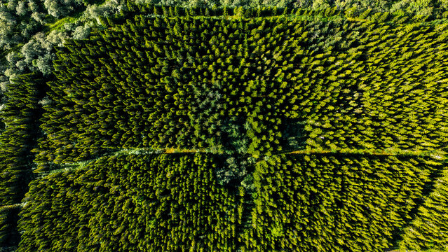 Aerial view of Hallormsstadur Forest featuring dense evergreen trees and natural textures in Egilsstadir, Mulathing, Iceland.