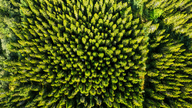 Aerial view of the dense coniferous canopy of Hallormsstadur Forest featuring vibrant green pine trees and intricate textures in Egilsstadir, Mulathing, Iceland.
