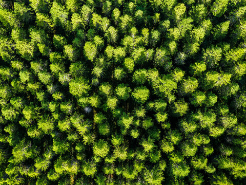 Aerial view of Hallormsstadur Forest featuring dense evergreen trees and lush green canopy in Egilsstadir, Mulathing, Iceland.