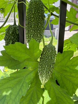 Fresh bitter melons growing on a vine in the garden