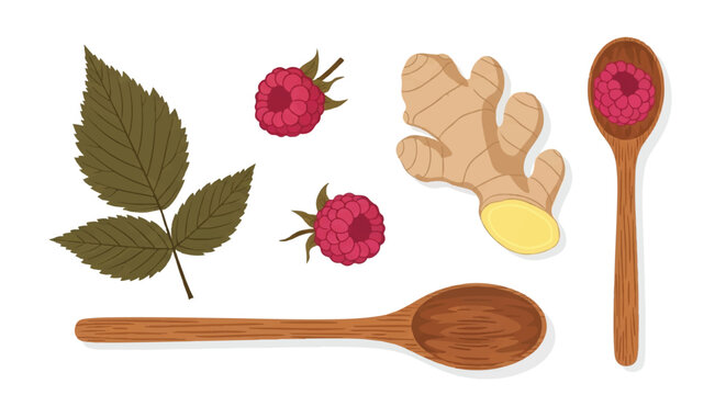 A flat lay arrangement of dried raspberry leaf, ginger root, and a wooden spoon, representing natural herbal remedies for postpartum uterine recovery. minimalist flat vector artwork, clipart