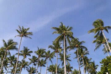 Tropical coconut palm trees against a clear blue sky © Danila