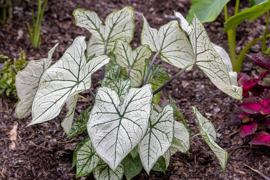 Abstract texture background view of white ornamental caladium (caladium candidum) plants with heart shape green leaf veins, in a formal garden