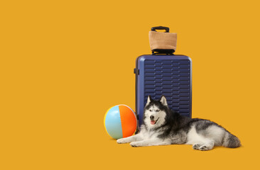 Pet friendly travel and vacation planning, husky dog with luggage and beach ball ready for summer holiday trip © Pixel-Shot
