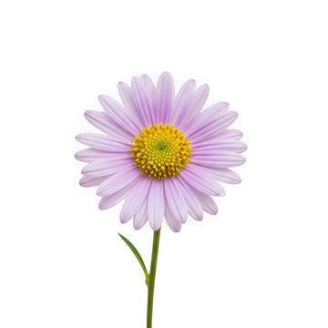 A single purple daisy flower with a yellow center
