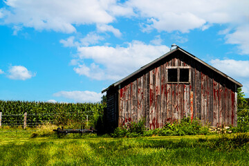 Weathered red barn stands beside a cornfield under a bright blue sky with scattered clouds, capturing the rustic charm and timeless beauty of rural Midwest farmland in summer. © Jason