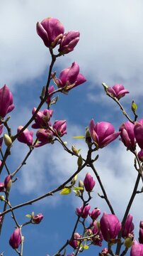 Magnolia flowers spring blossom against sky vertical video.